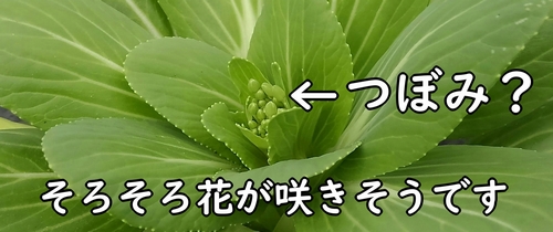 ミニチンゲン菜は花が咲きそう