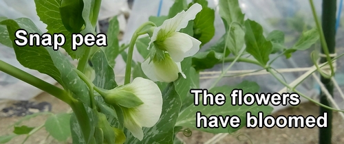 The sugar snap pea flowers