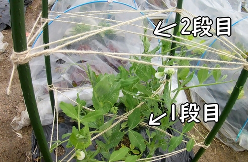 支柱に麻紐を追加