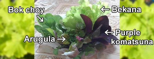 Baby bok choy, bekana, purple komatsuna, and arugula