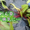 ほうれん草が病気に…