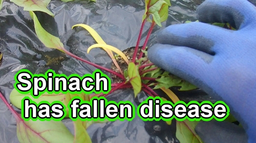 Spinach has fallen ill