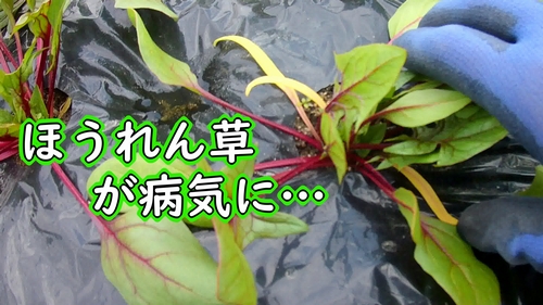 ほうれん草が病気に…