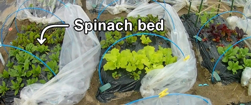 Spinach bed