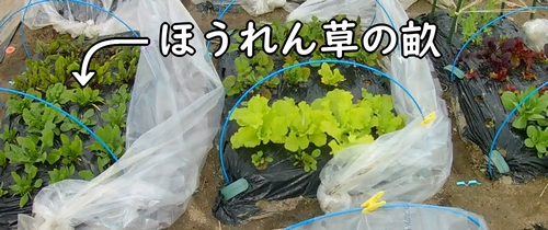 ほうれん草の畝