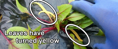 The spinach leaves have turned yellow