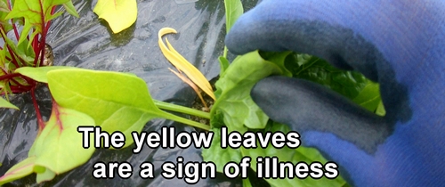 The yellow leaves are a sign of illness, it seems