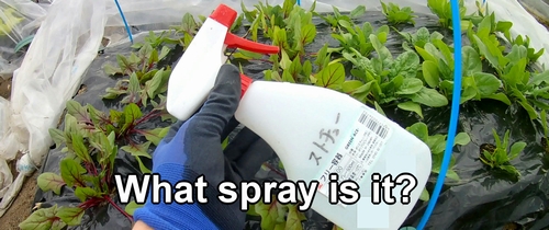 What spray is it?