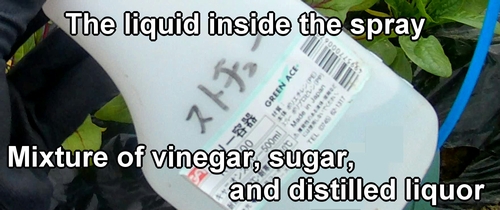 The liquid mixed with vinegar, sugar, and shochu (distilled liquor)
