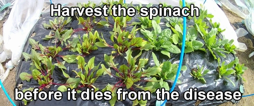 I will harvest all the spinach