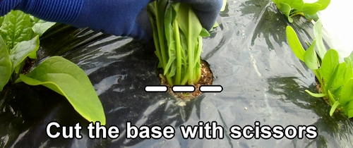 Cut the base of the spinach with scissors