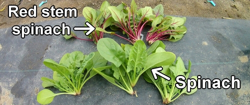 The harvested spinach