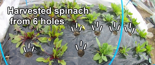 The bed of spinach after harvesting