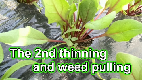 The 2nd thinning and weed pulling (Growing veg for beginners)