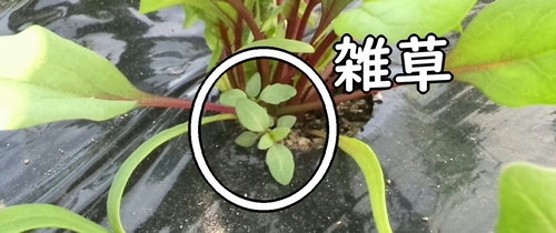 雑草