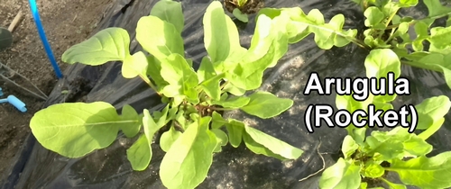 Arugula (rocket)