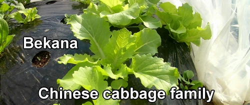 Bekana (Napa cabbage family)