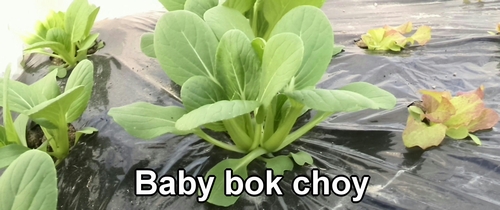 Baby bok choy