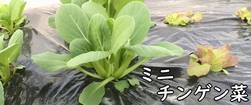 ミニチンゲン菜