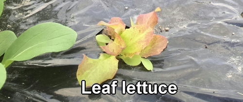 Leaf lettuce (Red leaf lettuce)