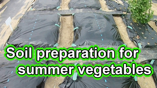 Soil preparation for eggplants, ginger, edamame, etc