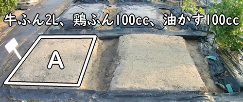 畝Aに必要な有機肥料は、牛糞堆肥と鶏糞と油粕