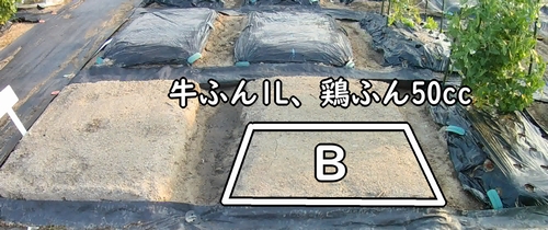 畝Bに必要な有機肥料は、牛糞堆肥と鶏糞