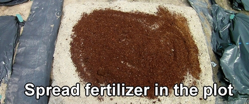 Spread fertilizer in the plot