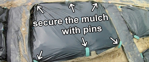 Cover the beds with mulch