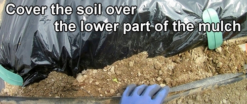 Cover the soil over the lower part of the mulch