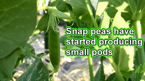 Snap peas have started producing small pods
