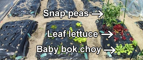 The bed of baby bok choy, red leaf lettuce, and sugar snap peas