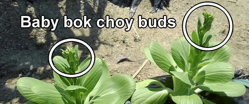 Baby bok choy buds