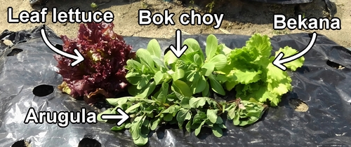 Harvested leaf lettuce, baby bok choy, Bekana, and arugula