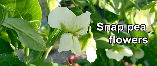 The sugar snap pea flowers
