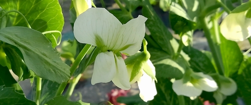 スナップエンドウの花