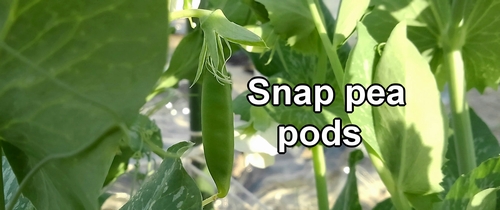 The sugar snap pea pods