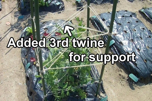 Added more hemp twine for support the snap peas