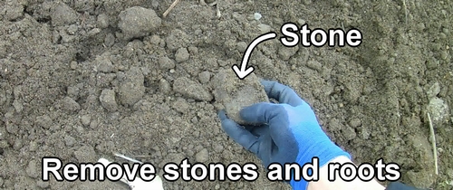 Remove stones and roots