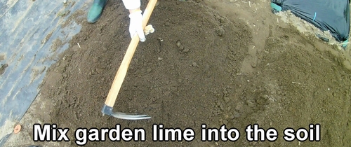 Mix dolomitic lime (garden lime) into the soil