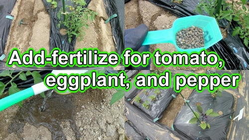 Additional fertilizing for tomato, eggplant, and green pepper