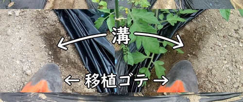 移植ゴテで溝をつける