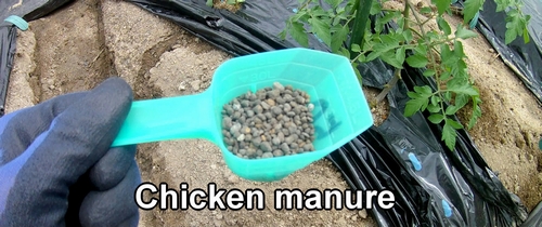 Chicken manure used for fertilizing tomato