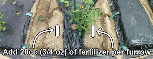 Apply 20cc (3/4 oz) of fertilizer per furrow