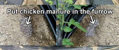 Put chicken manure in the furrow