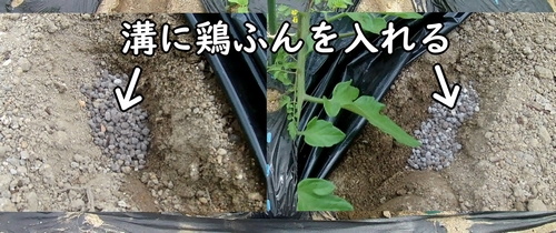 溝に鶏糞を入れる