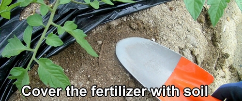 Cover the fertilizer with soil