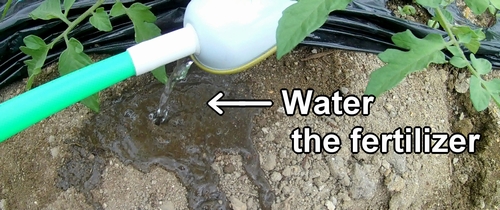 Water the fertilizer