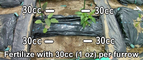 Fertilize with 30cc (1 oz) of chicken manure per furrow