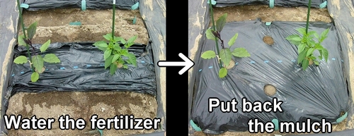 Water the fertilizer and put back the mulch